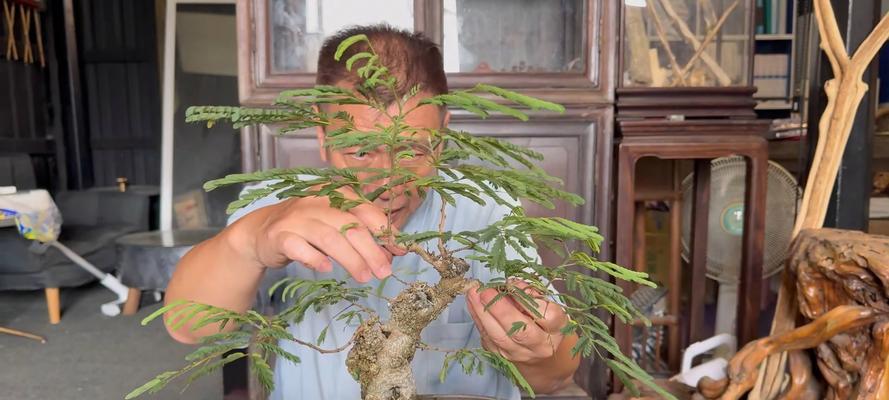 冬珊瑚盆景制作教程：怎样制作出完美盆景？