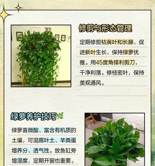 绿萝修剪的正确步骤和技巧是什么？