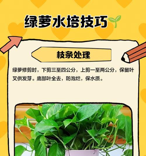 绿萝修剪的正确步骤和技巧是什么？