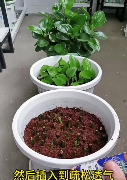 绿萝修剪的正确步骤和技巧是什么？