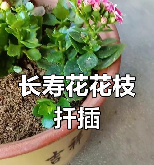 令箭花扦插的步骤和技巧是什么？