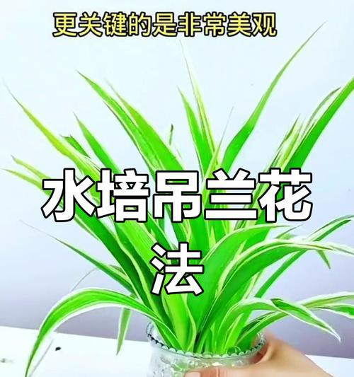 吊兰扦插技巧有哪些？怎样快速生根？