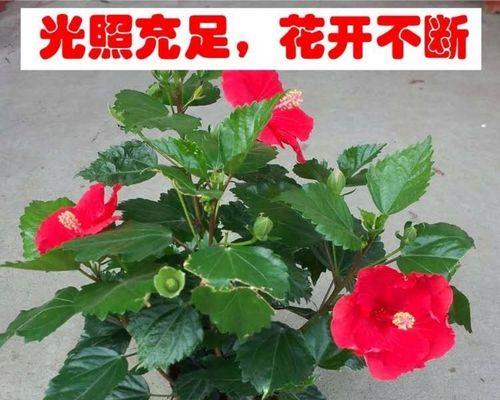 盆栽木槿牡丹的养护技巧是什么？