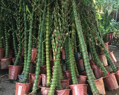 佛肚竹种植需要哪种土壤？