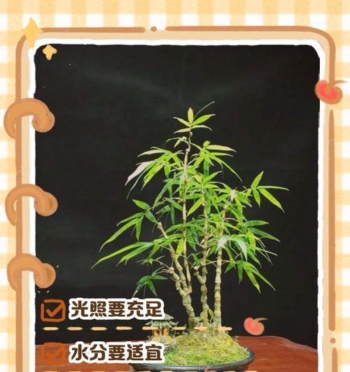 佛肚竹种植需要哪种土壤？