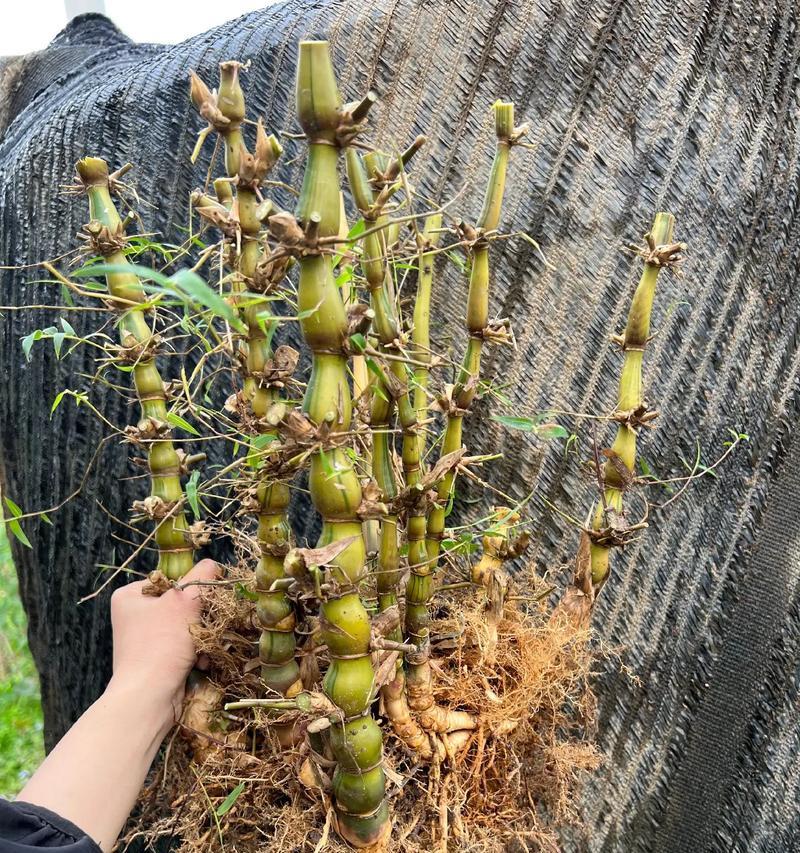 佛肚竹种植需要哪种土壤？