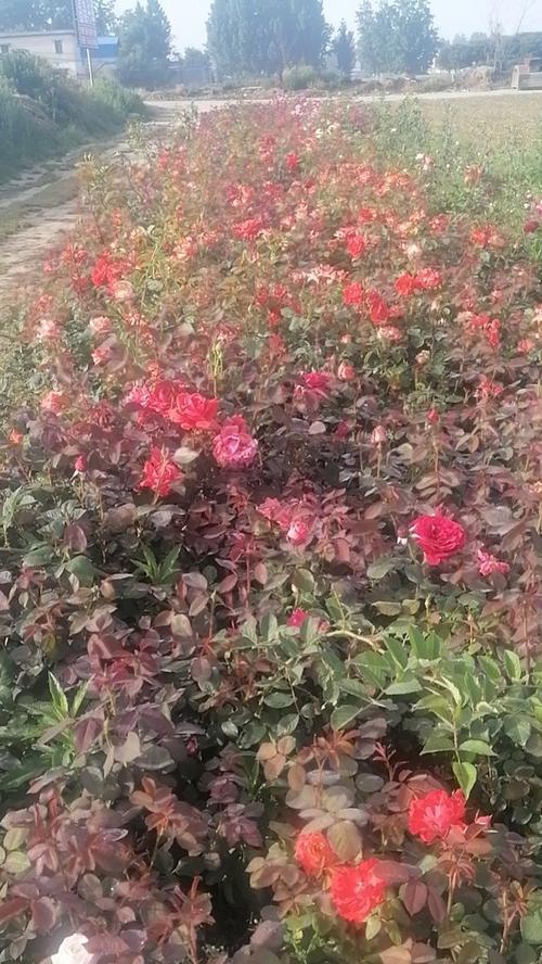 月季旁边适合种植哪些植物？