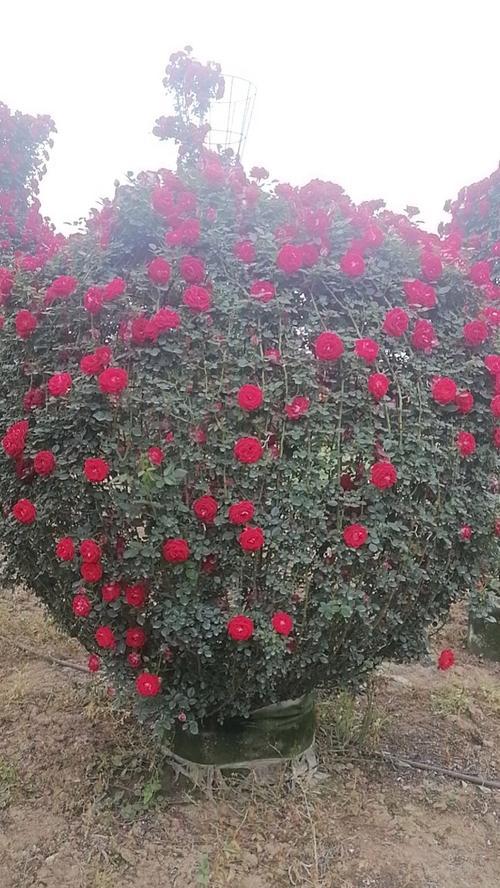 月季旁边适合种植哪些植物？