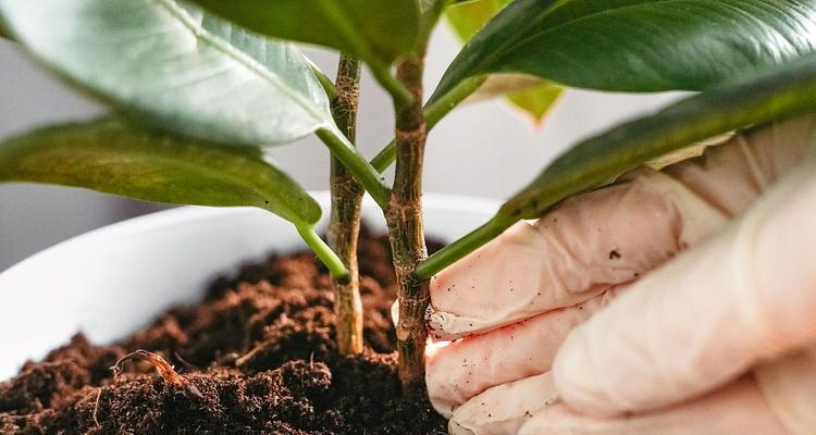 家庭种植花草需要注意哪些问题？