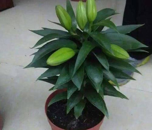 家庭种植花草需要注意哪些问题？