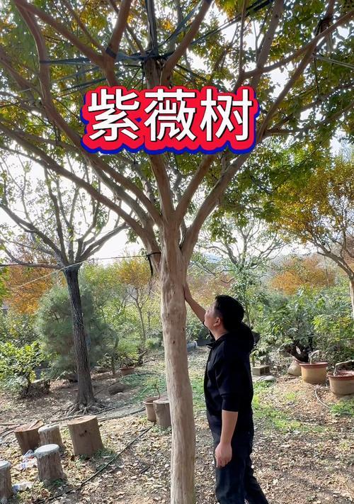 紫薇树的修剪造型技巧有哪些？如何塑造理想的紫薇树形态？