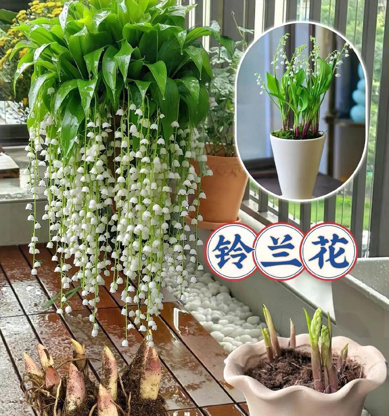 铃兰的养殖方法有哪些？