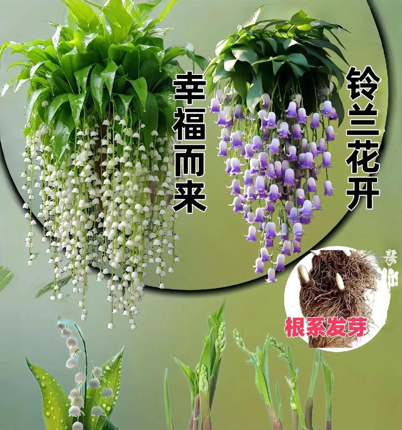 铃兰的养殖方法有哪些？