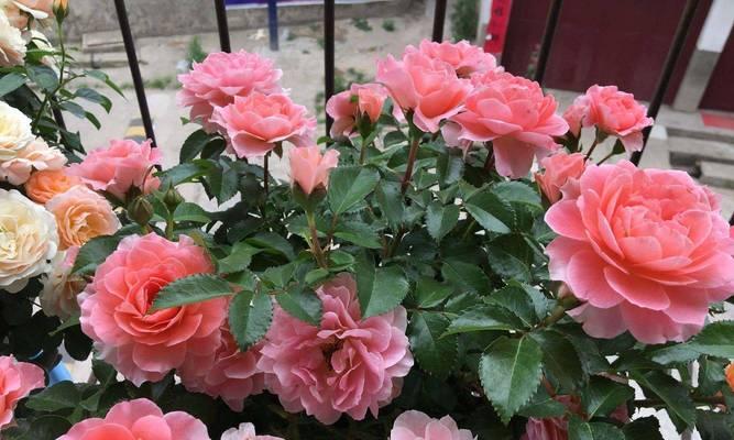 地栽月季花施肥的正确方法是什么？如何避免施肥过量？