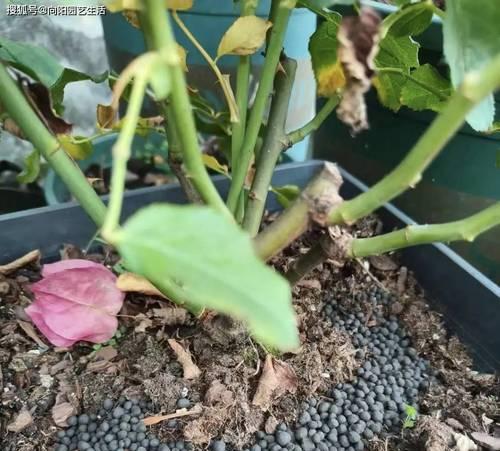 地栽月季花施肥的正确方法是什么？如何避免施肥过量？