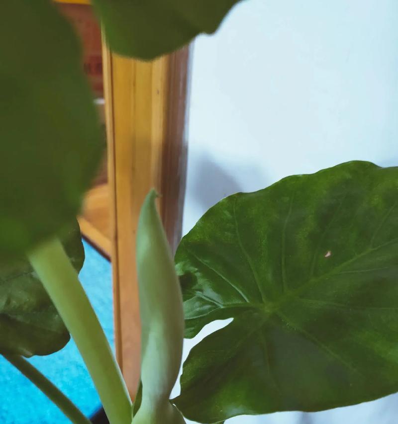 滴水观音花怎么养？滴水观音花的养护技巧有哪些？