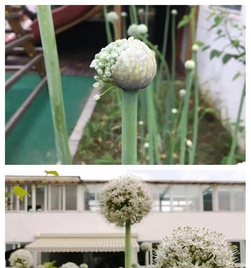 洋葱开花时的外观是怎样的？