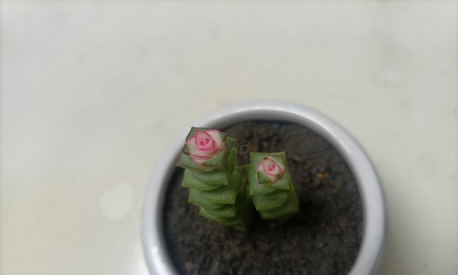 静夜多肉植物的繁殖方法是什么？
