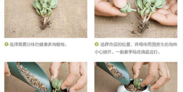 静夜多肉植物的繁殖方法是什么？