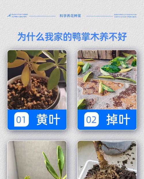 花卉液体肥料使用指南？怎样正确施肥？