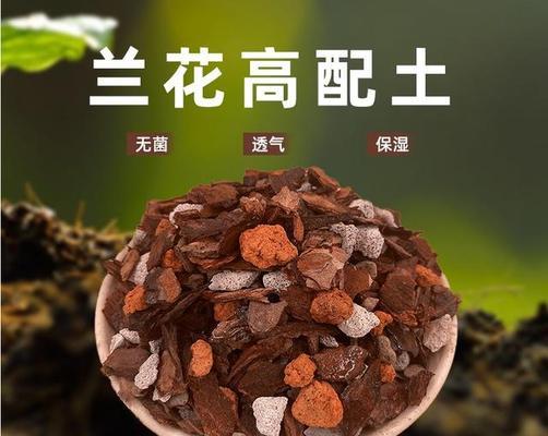 兰草烂根了怎么办？如何有效预防和处理？