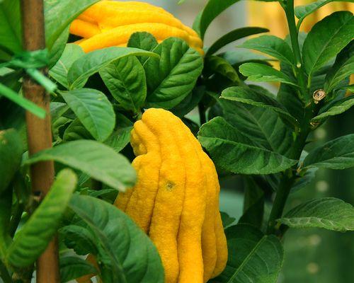 金佛手种植的土壤和环境要求是什么？种植后如何管理？