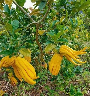 金佛手种植的土壤和环境要求是什么？种植后如何管理？