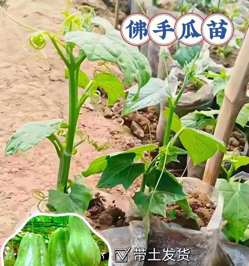 金佛手种植的土壤和环境要求是什么？种植后如何管理？