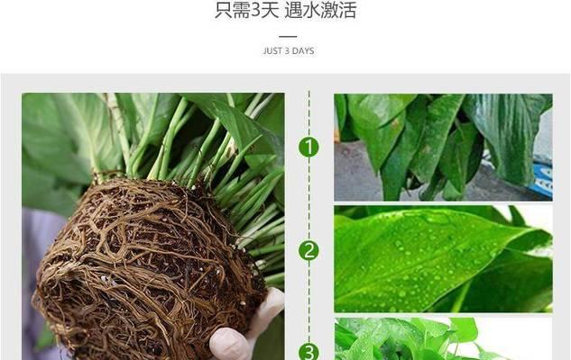 绿萝施肥的正确方法有哪些？如何避免施肥过量？