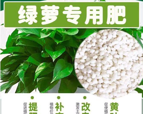 绿萝施肥的正确方法有哪些？如何避免施肥过量？