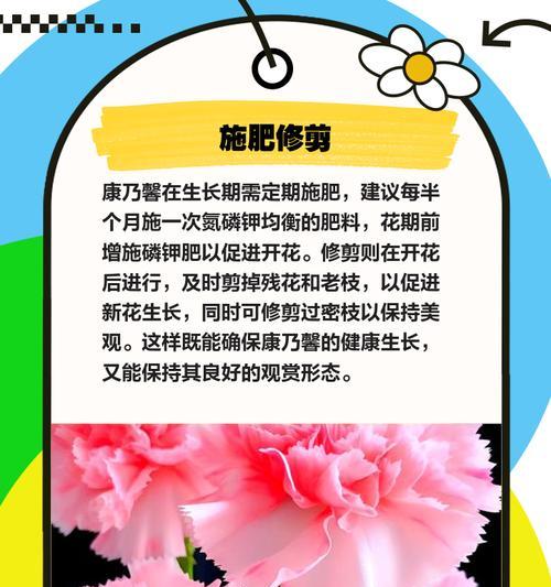 康乃馨保鲜的秘诀是什么？