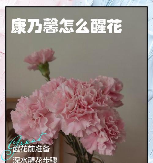 康乃馨保鲜的秘诀是什么？