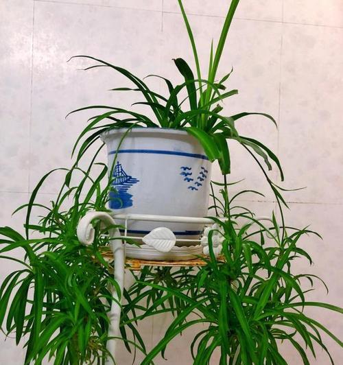 吊蓝花的正确养护方法？
