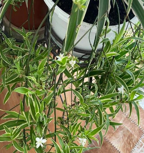 吊蓝花的正确养护方法？