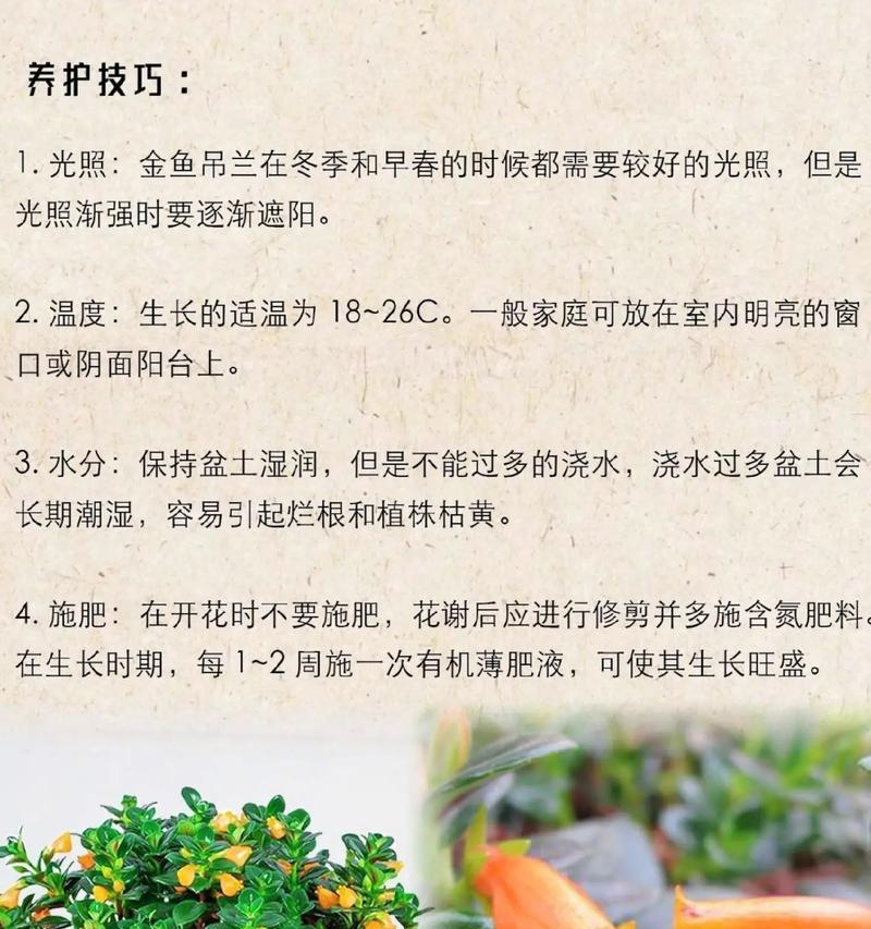 吊蓝花的正确养护方法？