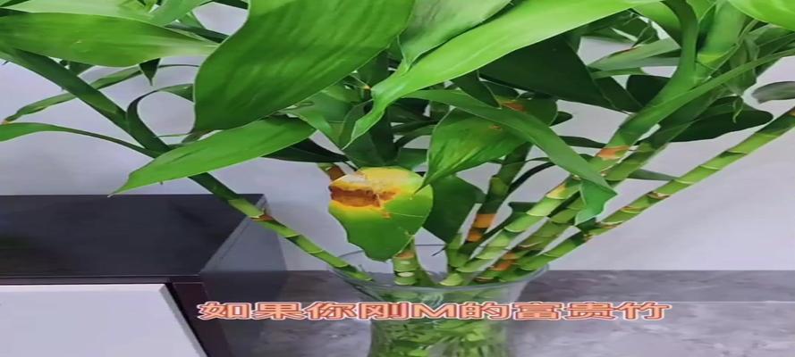 孔雀竹芋的养殖技巧有哪些？如何处理黄叶问题？
