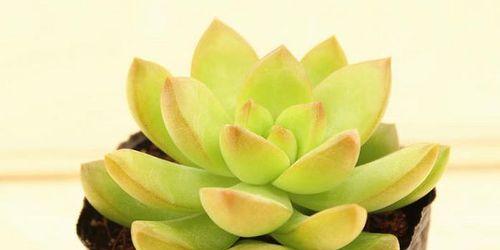 孔雀竹芋的养殖技巧有哪些？如何处理黄叶问题？