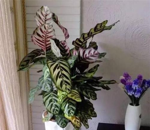 孔雀竹芋的养殖技巧有哪些？如何处理黄叶问题？