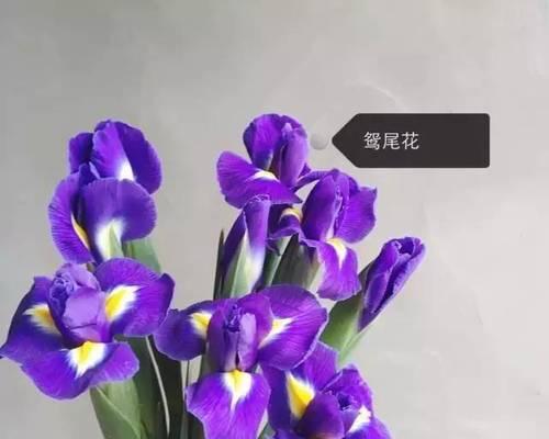 主要切花品种有哪些？如何挑选最佳切花品种？