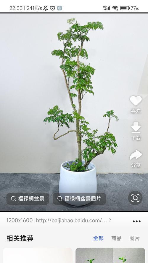 福禄桐花修剪的最佳时机是什么时候？