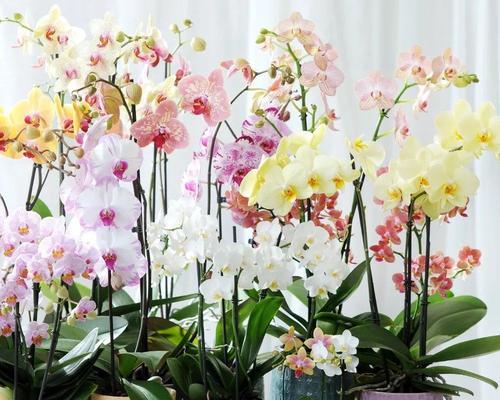 家里养什么花？适合家庭环境的花卉有哪些？
