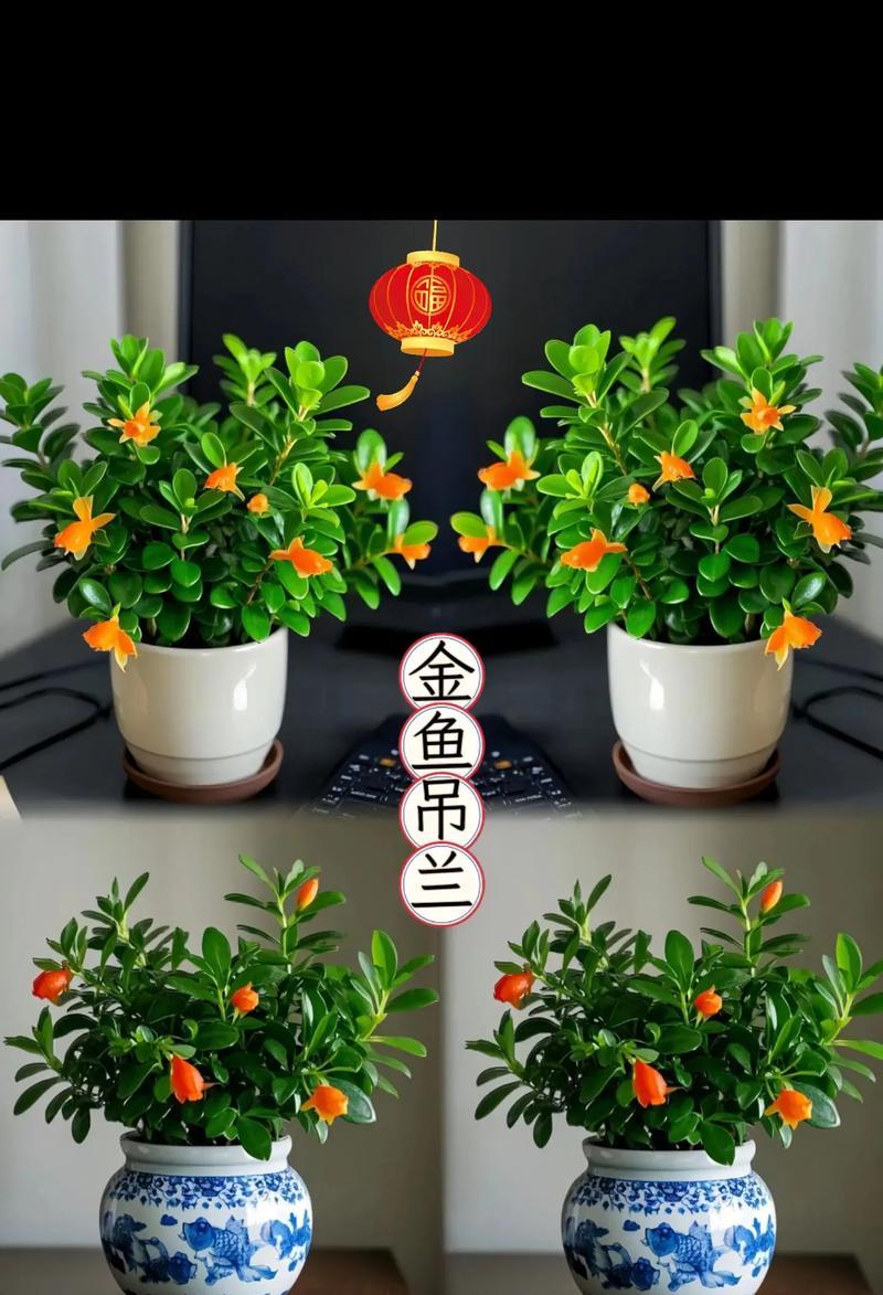 金鱼吊兰繁殖的有效方法有哪些?
