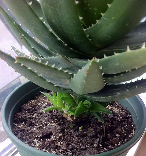 芦荟叶插的步骤和注意事项有哪些？