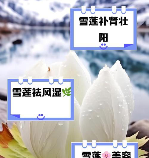 雪莲有几个品种？它们的生长环境和药用价值是什么？