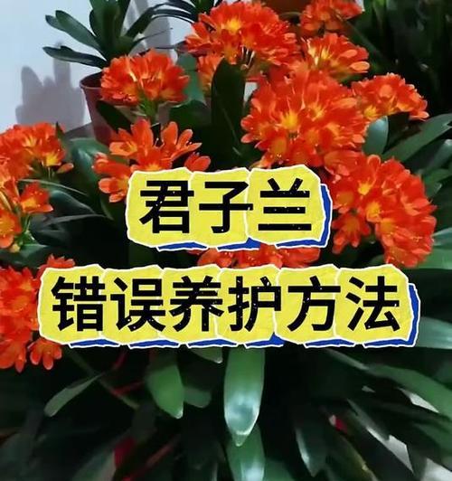 君子兰花栽培的正确方法是什么？