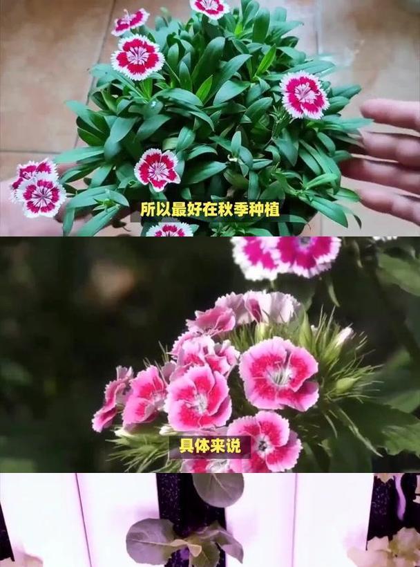 石竹种植的技巧和常见问题有哪些？