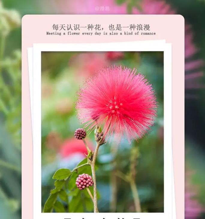 驱蚊树的正确养殖方法和护理技巧是什么？