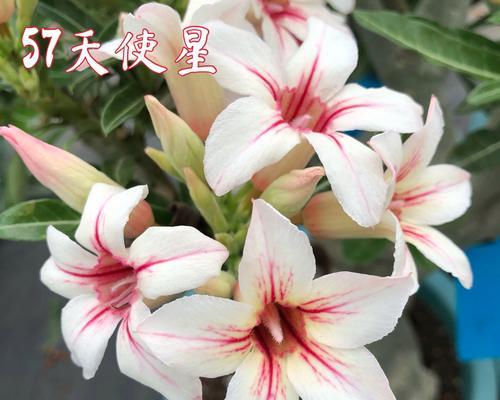 沙漠玫瑰哪种品种最好？如何选择？