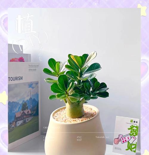 沙漠玫瑰哪种品种最好？如何选择？