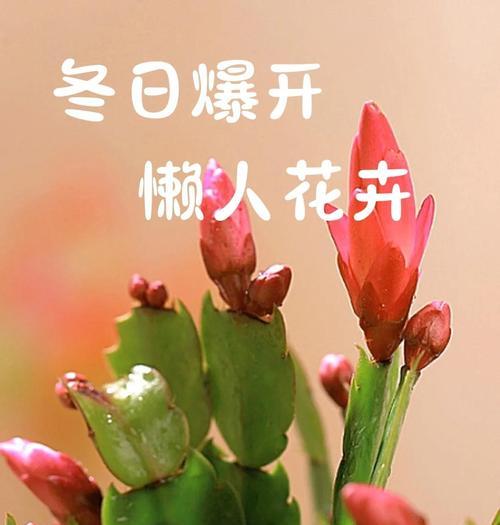 花卉养护有哪些常用方法？怎样延长花期？